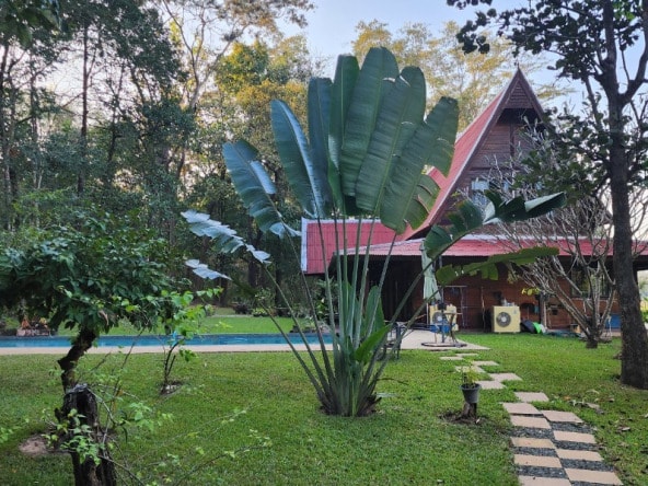 Thai style house in 23 Rai of land for sale in Doi Saket-SHG-HS459